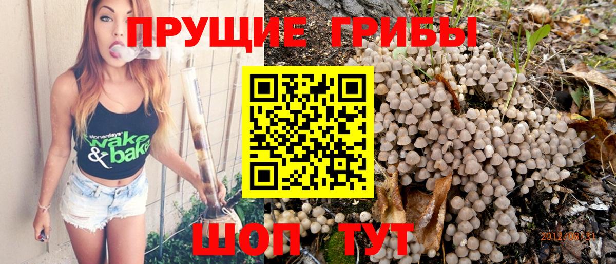 Псилоцибиновые грибы прущие грибы Новокубанск